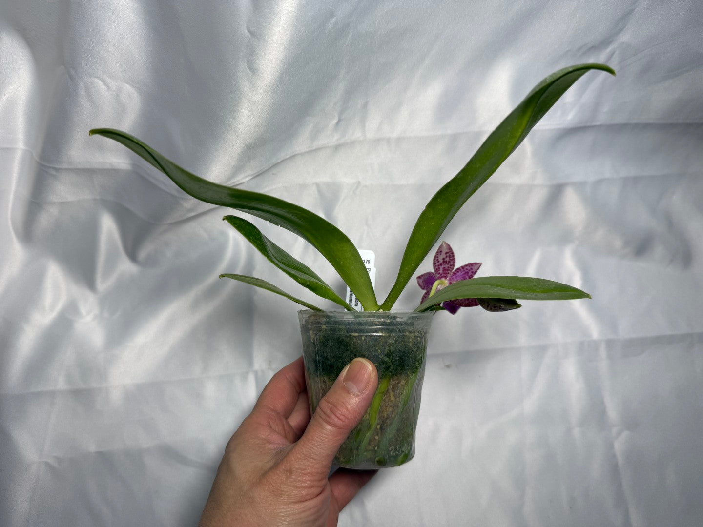 Phalaenopsis (KS Super Zebra X lueddemanniana) 260301 Flowering