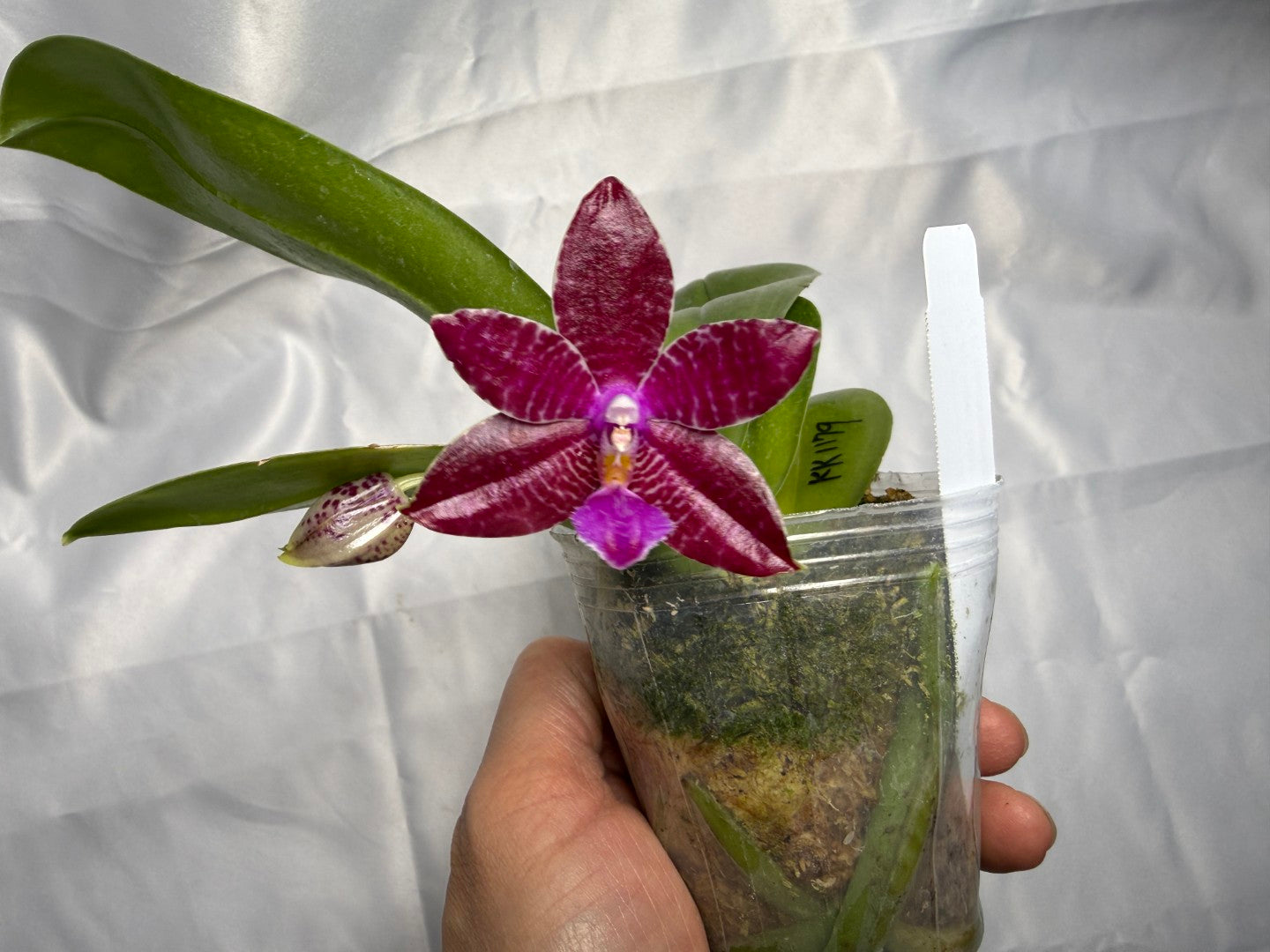 Phalaenopsis (KS Super Zebra X lueddemanniana) 260301 Flowering