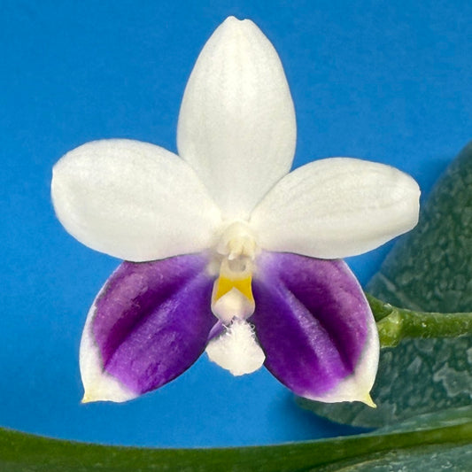 Phalaenopsis Lioulin Blue Wave 250904 Flowering