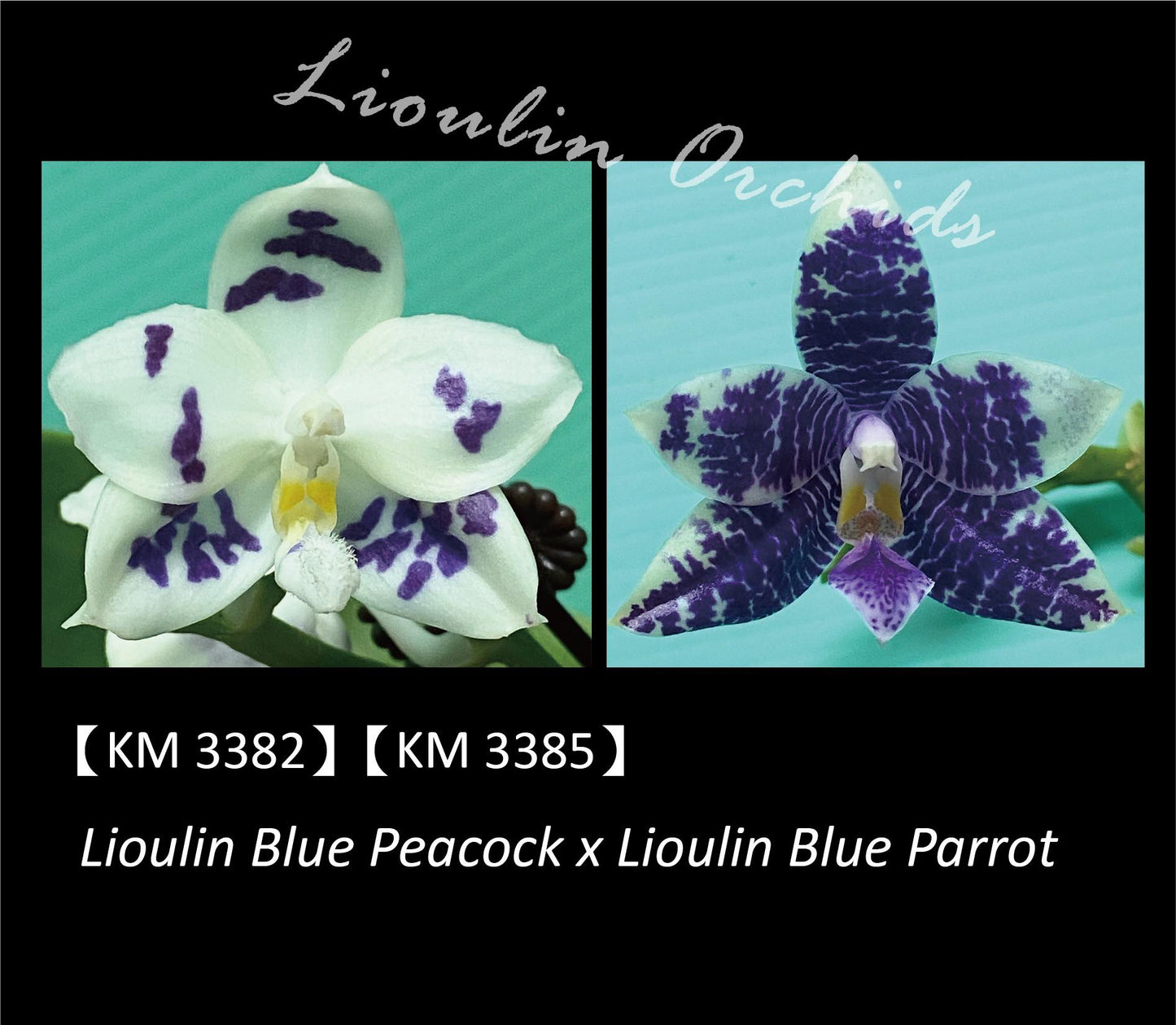 Phalaenopsis LL Blue Wave - Seedling