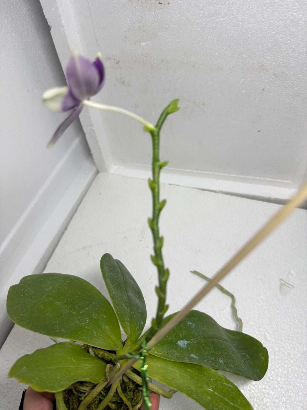Phalaenopsis (Lioulin Blue Parrot X Lioulin Blue Jenny) 250910 Flowering 2 spikes