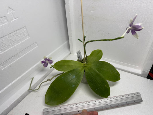Phalaenopsis (Lioulin Blue Parrot X Lioulin Blue Jenny) 250910 Flowering 2 spikes
