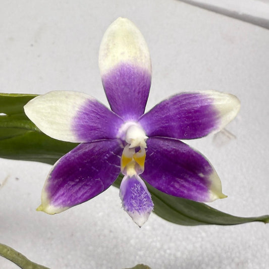 Phalaenopsis (Lioulin Blue Parrot X Lioulin Blue Jenny) 250910 Flowering 2 spikes