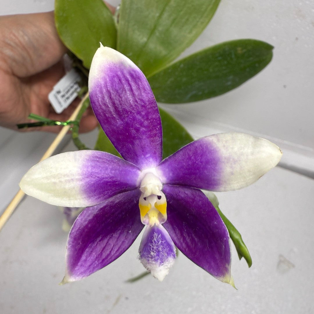 Phalaenopsis (Lioulin Blue Parrot X Lioulin Blue Jenny) 250910 Flowering 2 spikes
