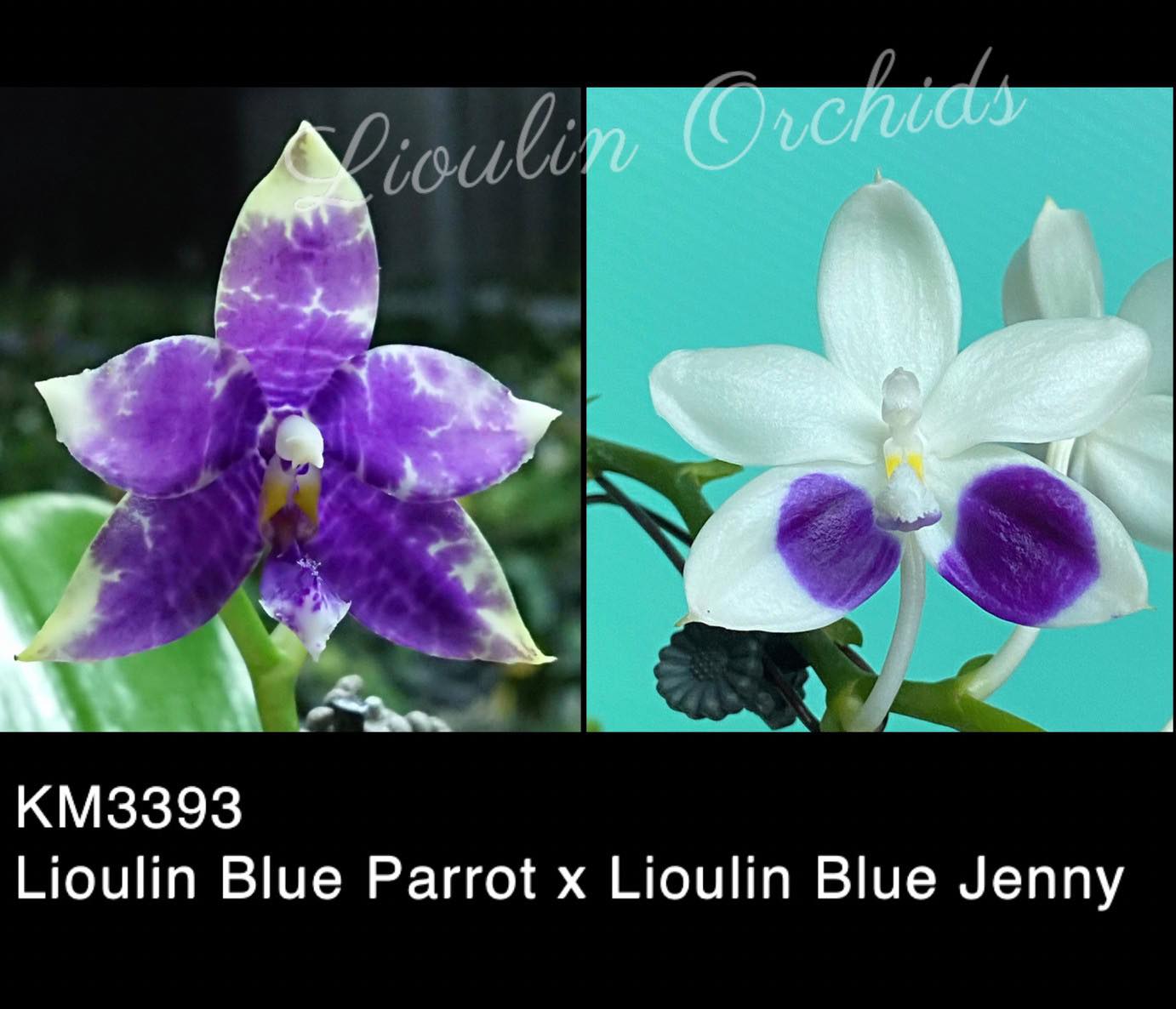 Phalaenopsis (Lioulin Blue Parrot X Lioulin Blue Jenny) - Seedling