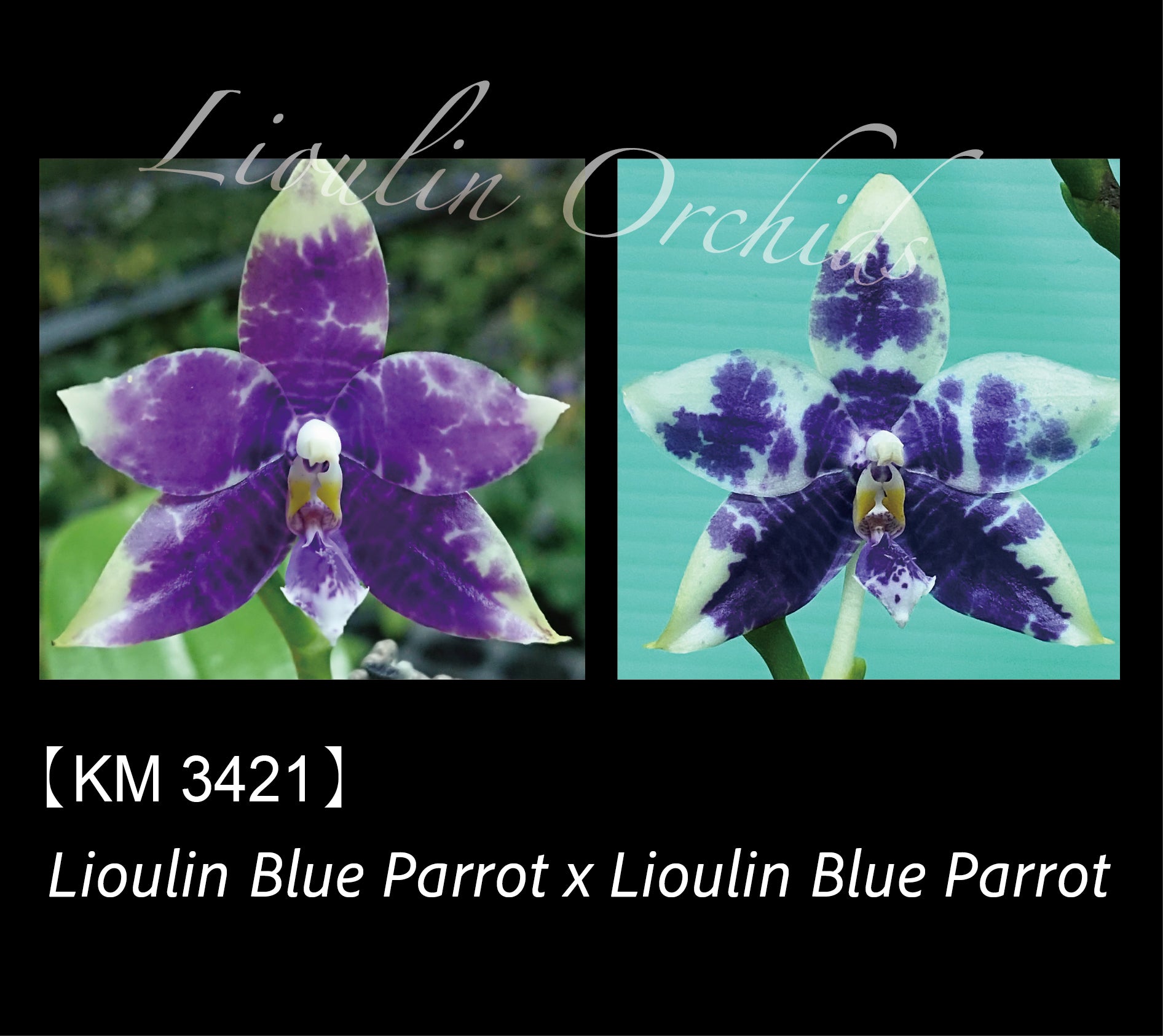 Phalaenopsis Lioulin Blue Parrot – Big Leaf Orchids