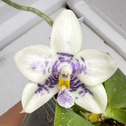 Phalaenopsis LL Blue Kite 250801 Flowering