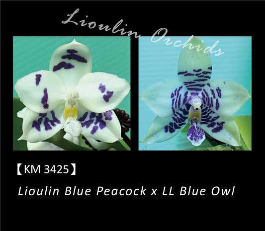 Phalaenopsis (Lioulin Blue Peacock X LL Blue Owl)