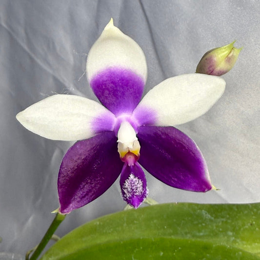 Phalaenopsis Norman's Blue Peacock 260423 Flowering