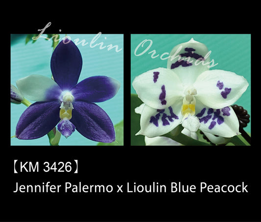 Phalaenopsis (Jennifer Palermo X Lioulin Blue Peacock)