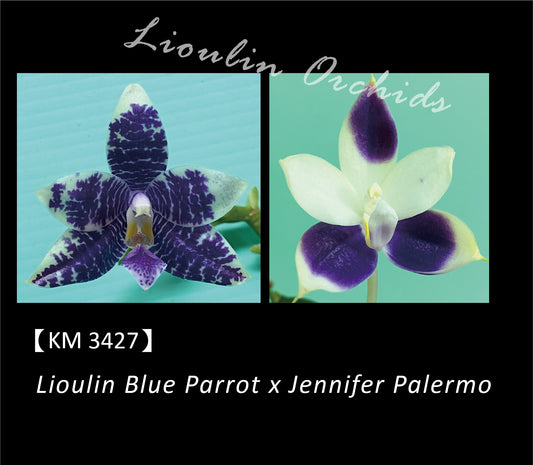 Phalaenopsis (Lioulin Blue Parrot X Jennifer Palmero)