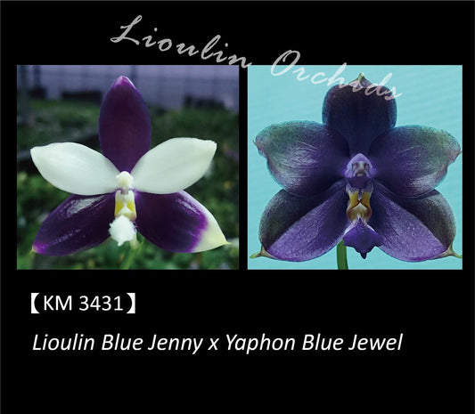 Phalaenopsis (Lioulin Blue Jenny X Yaphon Blue Jewel) - Seedling