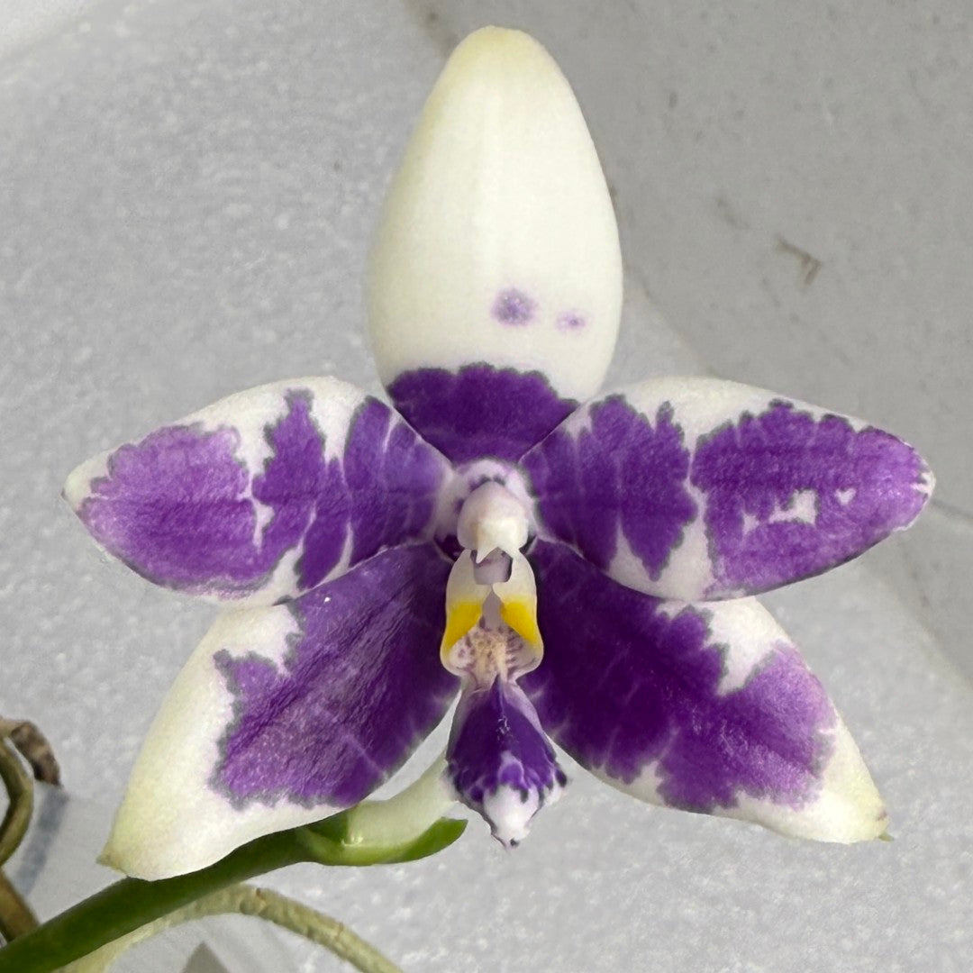 ゼクシィ掲載flua 2way Milky orchid ゼクシィ掲載flua 2way Milky orchid