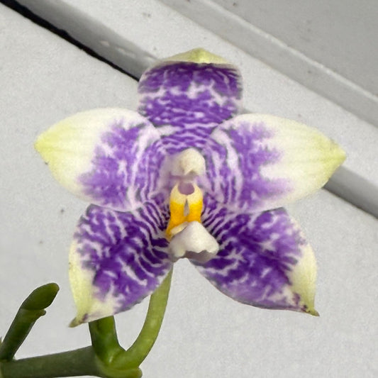 Phalaenopsis LL Sweet Jane 250820 Flowering