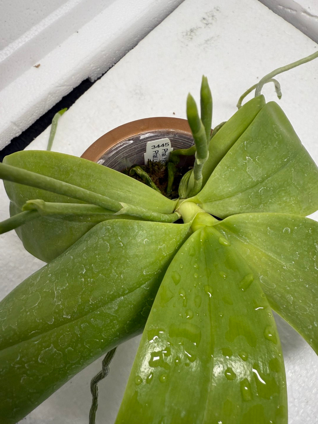 Phalaenopsis LL Sweet Jane 250820 Flowering
