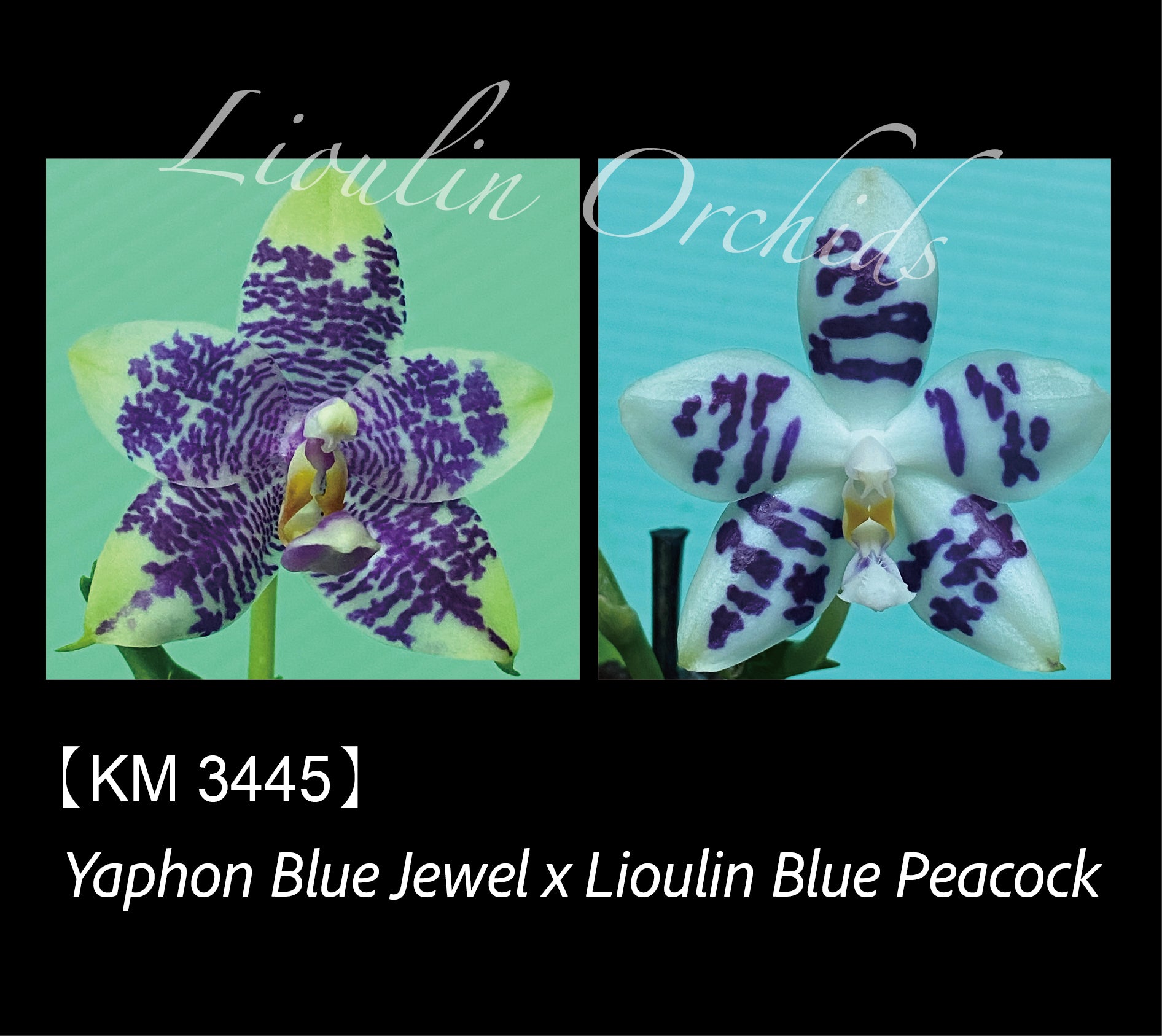 Phalaenopsis (Yaphon Blue Jewel X Lioulin Blue Peacock) – Big Leaf Orchids