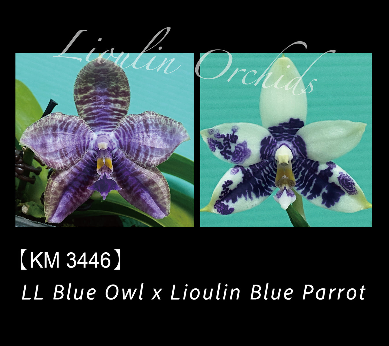 Phalaenopsis (LL Blue Owl X Lioulin Blue Parrot) – Big Leaf Orchids