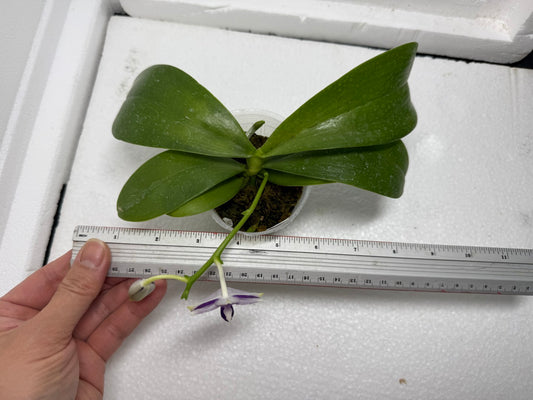 Phalaenopsis LL Sweet Jane 250813 Flowering