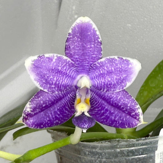 Phalaenopsis LL Sweet Jane 250813 Flowering