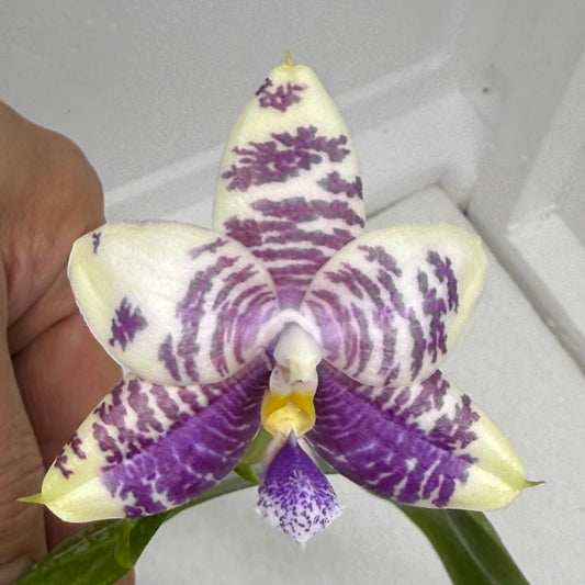 Phalaenopsis LL Sweet Jane 250820 Flowering Large plant