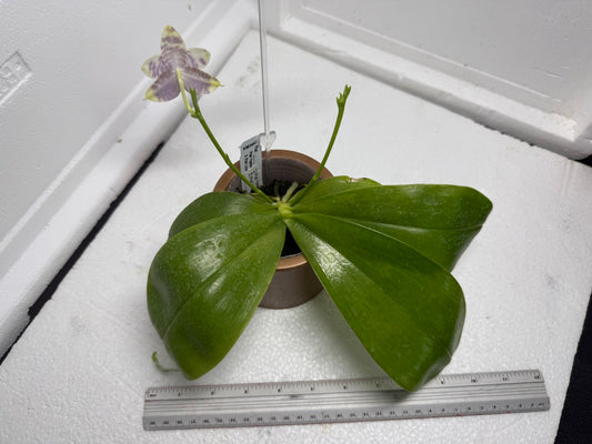 Phalaenopsis LL Sweet Jane 250820 Flowering Large plant