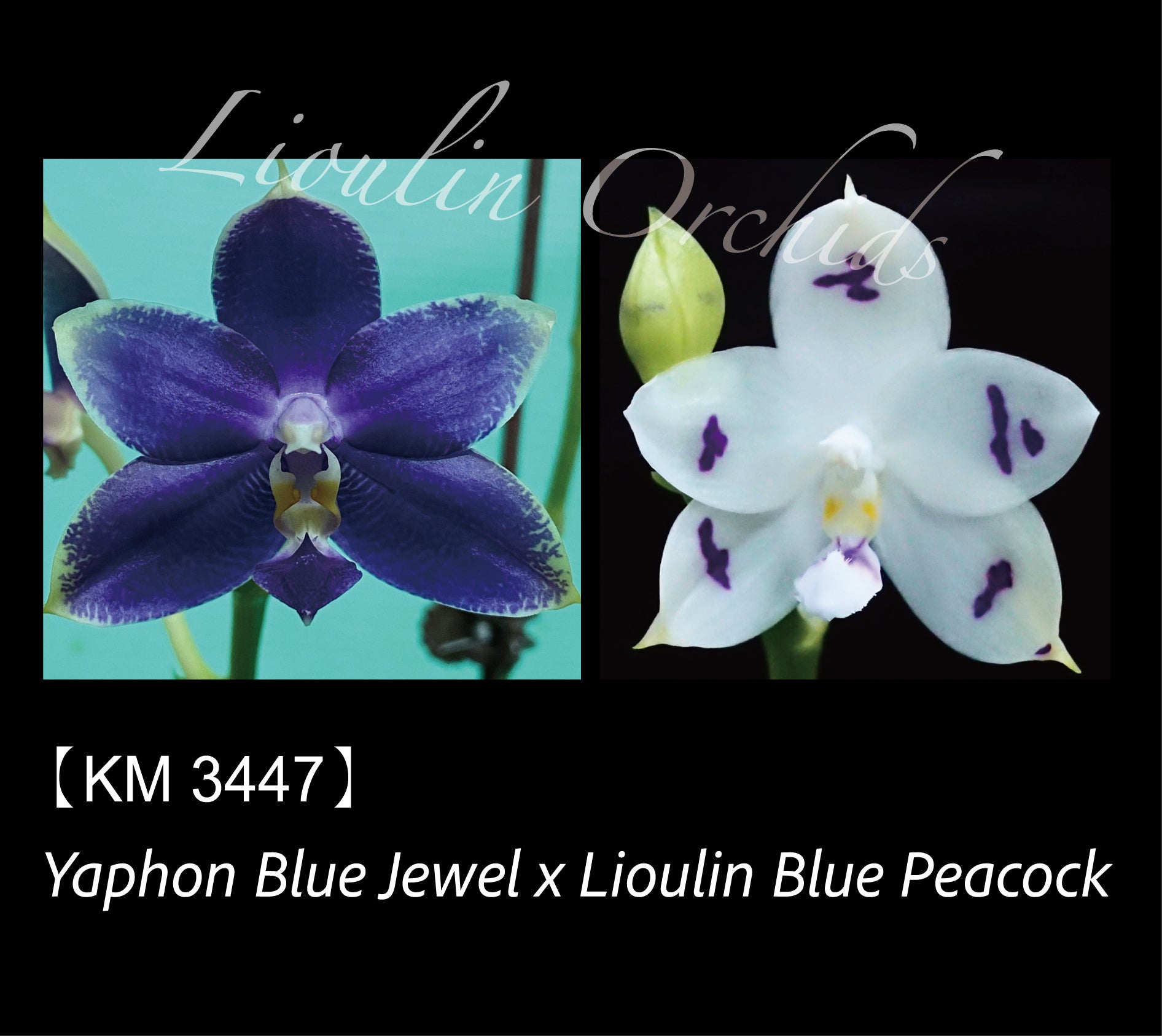 Phalaenopsis (Yaphon Blue Jewel X Lioulin Blue Peacock) – Big Leaf Orchids