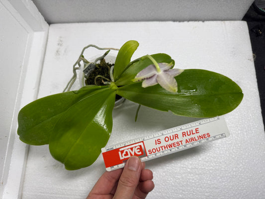 Phalaenopsis LL Sweet Jane 250620 Flowering