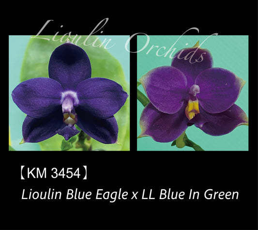 Phalaenopsis (Lioulin Blue Eagle X LL Blue In Green)
