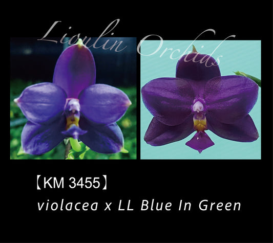 Phalaenopsis (violacea X LL Blue In Green)