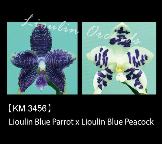 Phalaenopsis  (Lioulin Blue Parrot X Lioulin Blue Peacock) KM3456