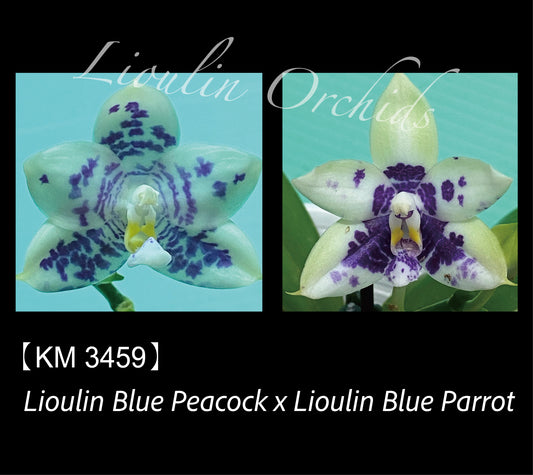 Phalaenopsis (Lioulin Blue Peacock X Lioulin Blue Parrot)