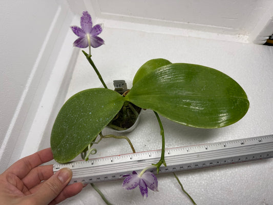 Phalaenopsis LL Blue Wave 250917 Flowering 2 spikes