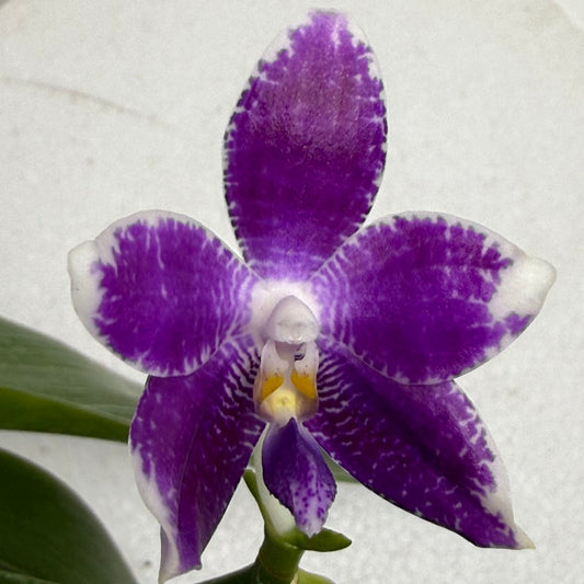 Phalaenopsis LL Blue Wave 250917 Flowering 2 spikes