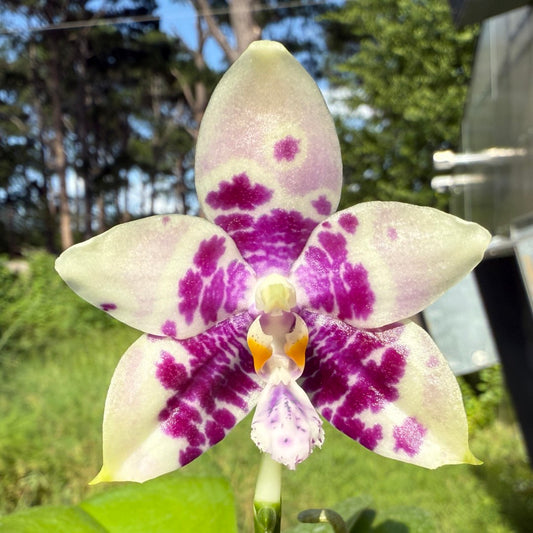 Phalaenopsis LL Blue Wave 250620 Flowering