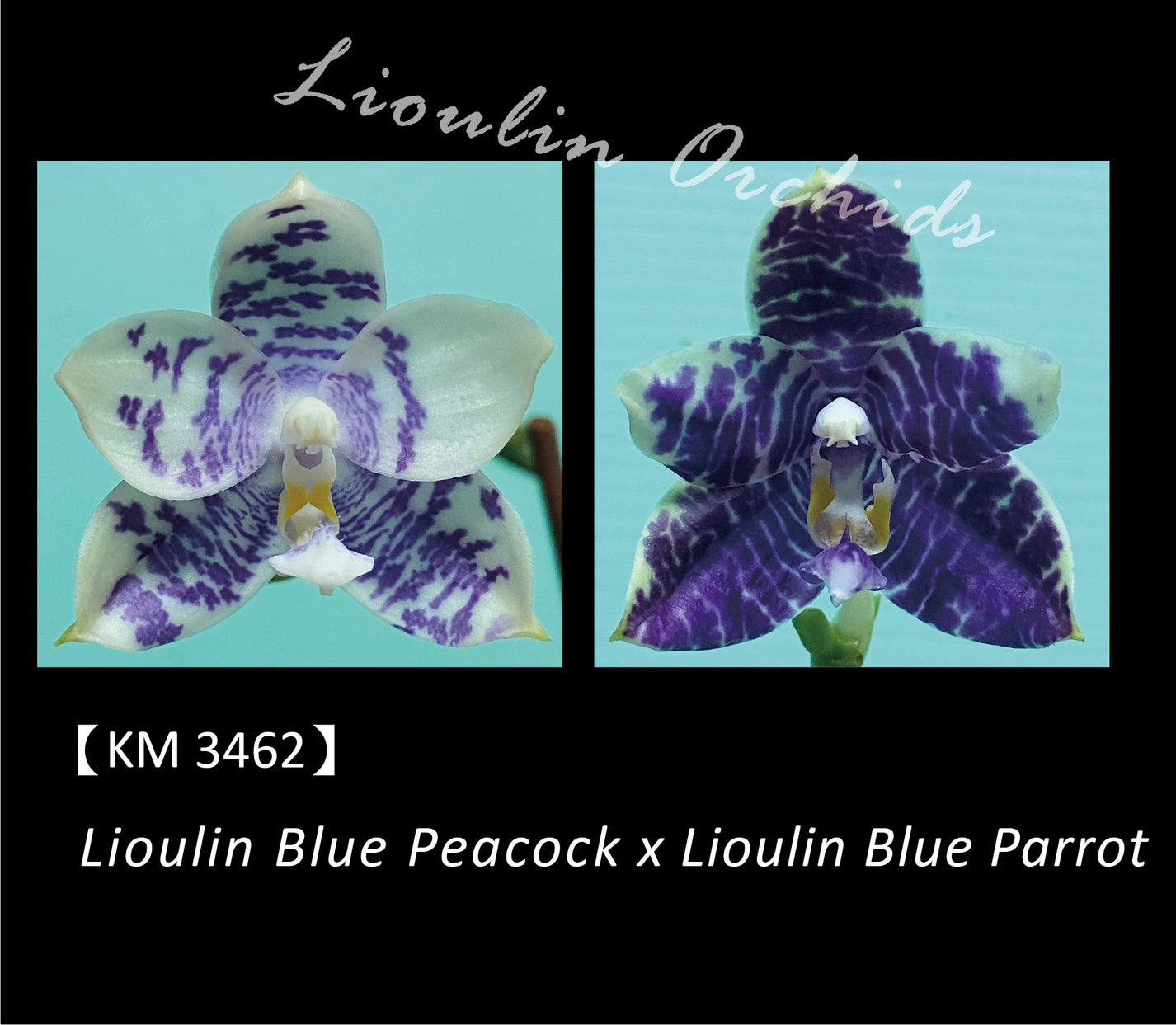 Phalaenopsis (Lioulin Blue Peacock X Lioulin Blue Parrot) KM3462 – Big ...