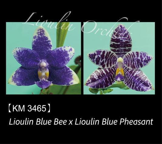 Phalaenopsis (Lioulin Blue Bee X Lioulin Blue Pheasant)