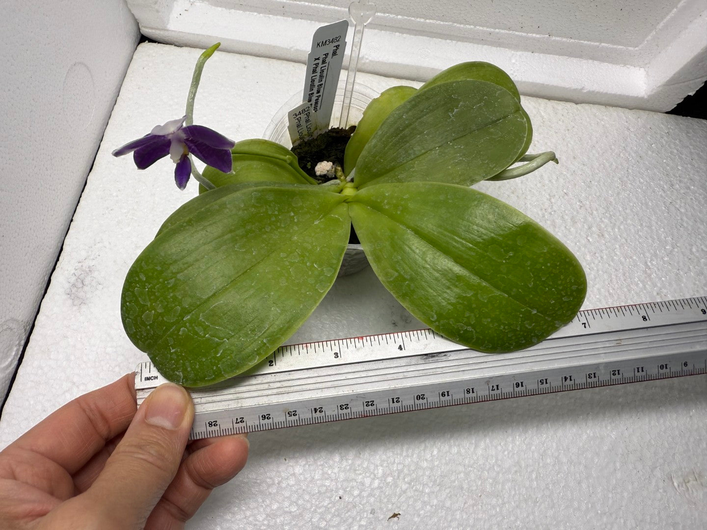 Phalaenopsis Lioulin Blue Peacock  x Lioulin Blue Pheasant 250806