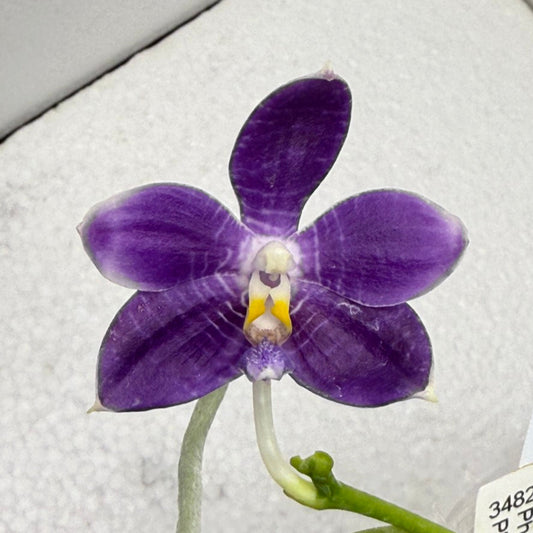Phalaenopsis Lioulin Blue Peacock  x Lioulin Blue Pheasant 250806 Flowering