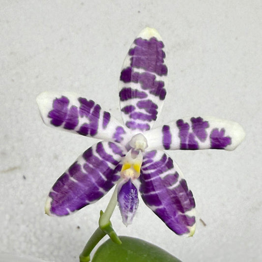Phalaenopsis Lioulin Blue Peacock  x Lioulin Blue Pheasant 250913 Flowering