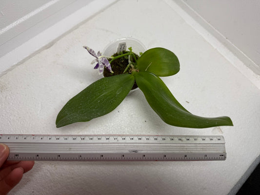 Phalaenopsis Lioulin Blue Peacock  x Lioulin Blue Pheasant 250913 Flowering