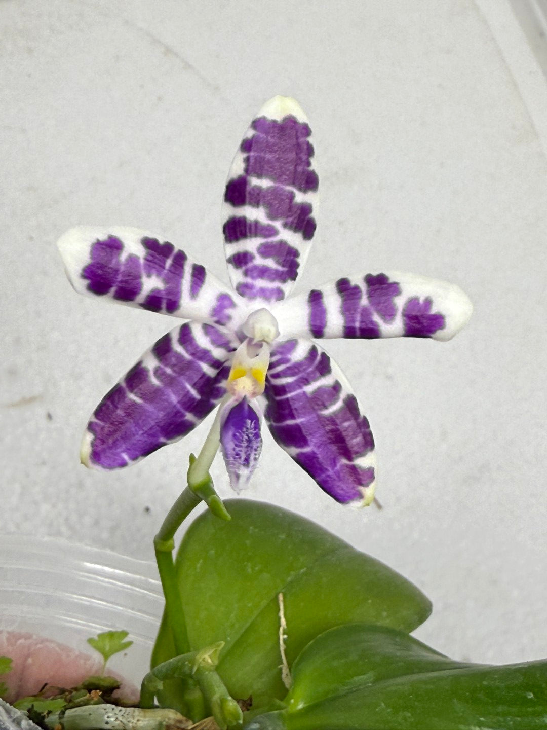 Phalaenopsis Lioulin Blue Peacock  x Lioulin Blue Pheasant 250913 Flowering