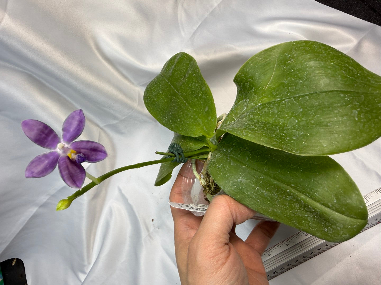 Phalaenopsis LL Blue Daisy 251207 Flowering