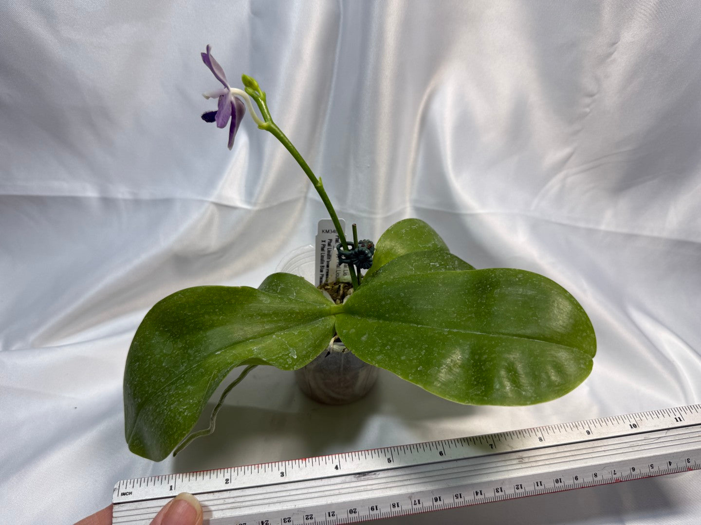 Phalaenopsis LL Blue Daisy 251207 Flowering