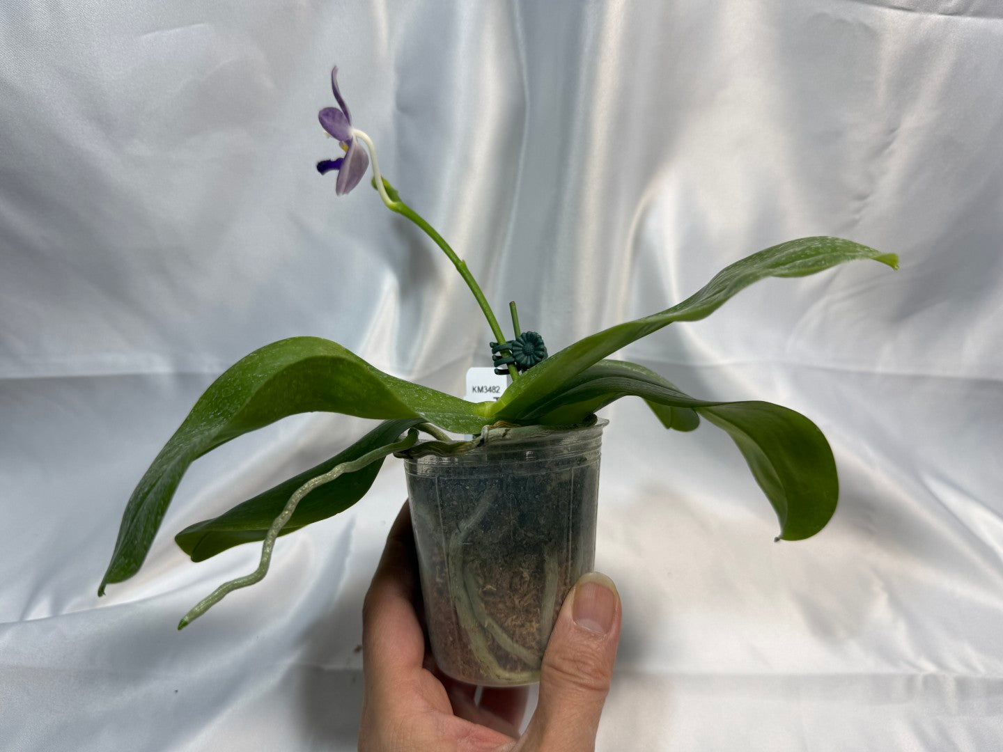 Phalaenopsis LL Blue Daisy 251207 Flowering