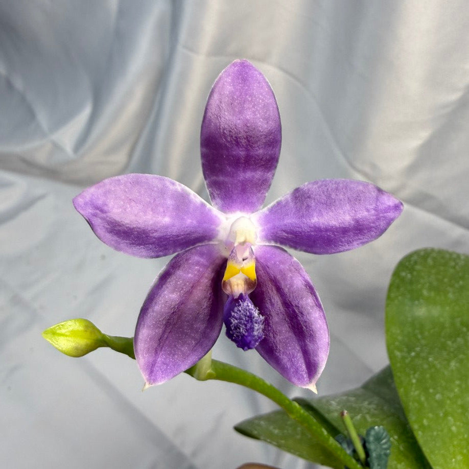 Phalaenopsis LL Blue Daisy 251207 Flowering