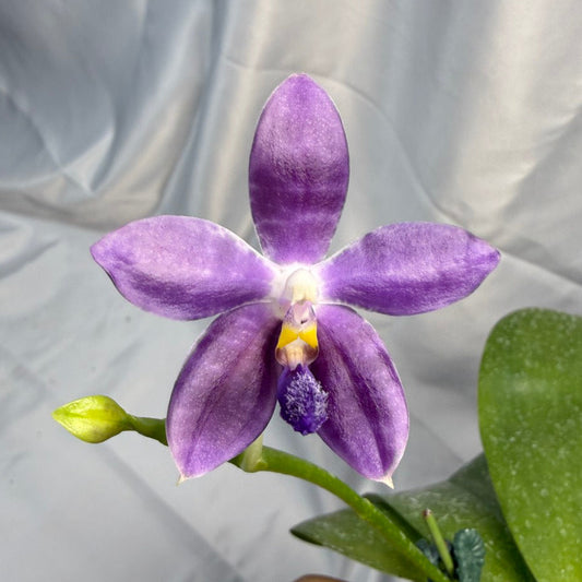 Phalaenopsis LL Blue Daisy 251207 Flowering