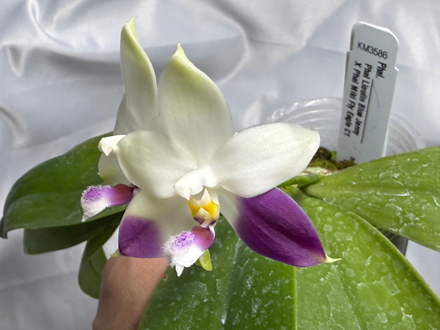 Phalaenopsis LL Purple Seagull 260311 Flowering
