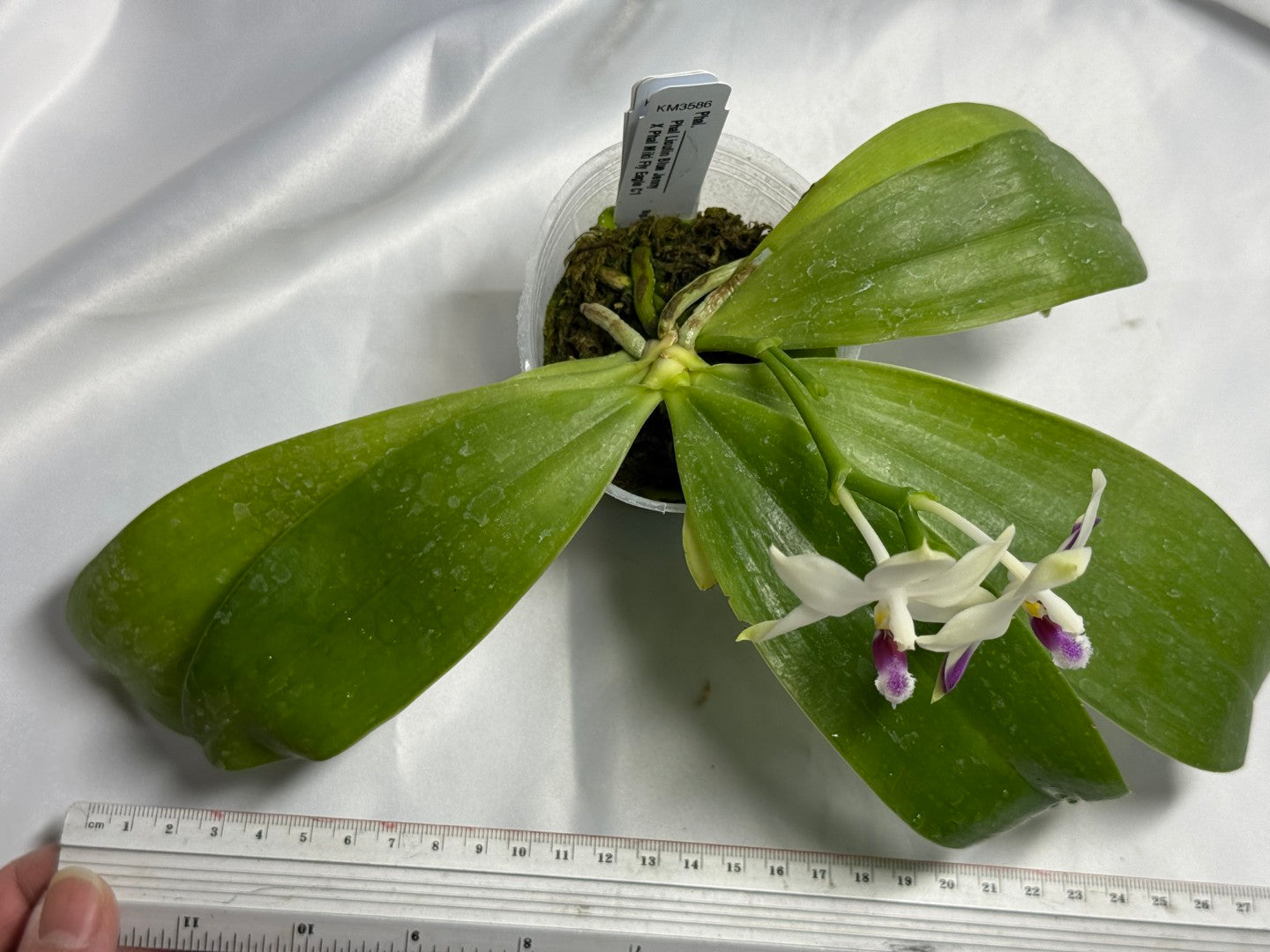 Phalaenopsis LL Purple Seagull 260311 Flowering