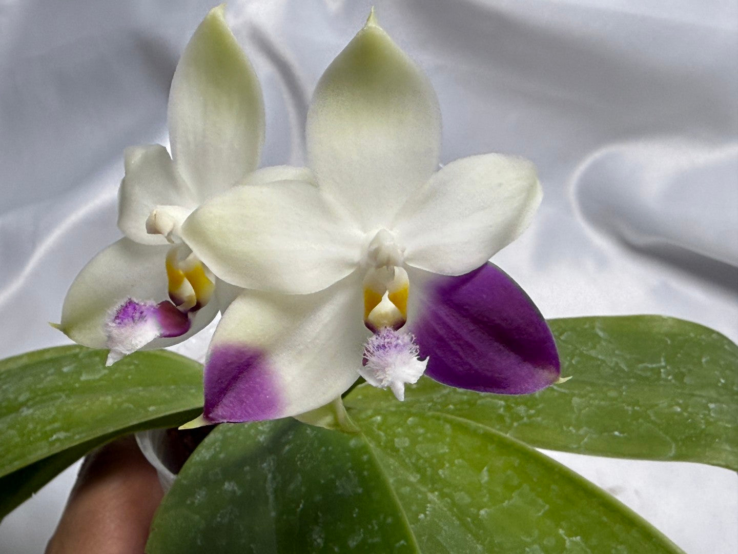Phalaenopsis LL Purple Seagull 260311 Flowering