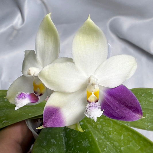 Phalaenopsis LL Purple Seagull 260311 Flowering